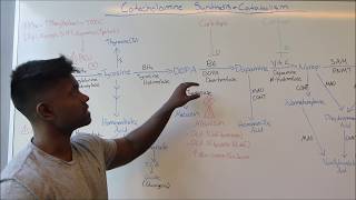 Catecholamine Synthesis amp Metabolism USMLE HIGH YIELD MADE SIMPLE [upl. by Anelem]