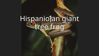 Hispaniolan giant tree frog [upl. by Warfield]