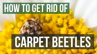 How to Get Rid of Carpet Beetles 4 Easy Steps [upl. by Eibbob574]