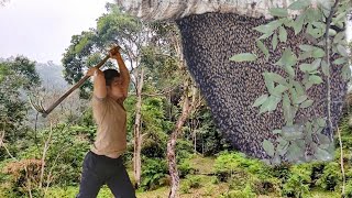 Through the process of exploiting honey bee hives in the wild Ly Van built a life [upl. by Nevs889]