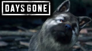 DAYS GONE  MİNİK KÖPEK  BÖLÜM 14 [upl. by Jemy]