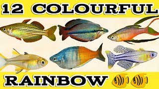 12 Colourful Rainbow Fish Species  Different Types of Rainbow Fish Easy to Care  Expert Aquarist [upl. by Eugaet]