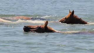 98th Annual Chincoteague Pony Swim Back  July 28 2023 [upl. by Gustave]