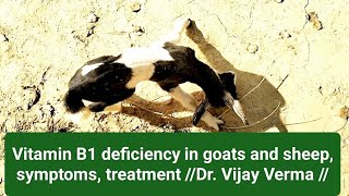 Vitamin B1 deficiency in goats and sheep symptoms treatment Dr Vijay Verma [upl. by Eillat]