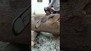 Stihl ms 462 cutting medium wood chainsaw [upl. by Aikat]