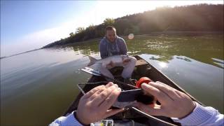 Ribolov na reci Dunav 2016 Zemun  Fishing on Danube river 2016 [upl. by Mylan]