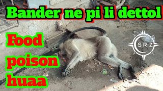 Bandar ne pi li dettol poison fela [upl. by Innaig]