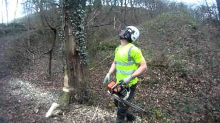 Felling a dead tree [upl. by Roslyn764]