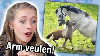 Reageren op PAARDEN BLOOPERS van FANS 😨 [upl. by Newkirk]