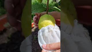 Colheita de goiaba Tailandesa cultivada em vaso shorts fruticultura goiaba psidiumguajava [upl. by Longan683]