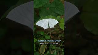 micronia aculeata moth of indonesia 78 [upl. by Lewanna]