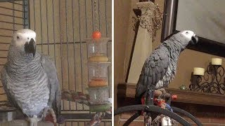 Annoyed Parrot Tells Dog Off For Barking Too Much [upl. by Deyes]