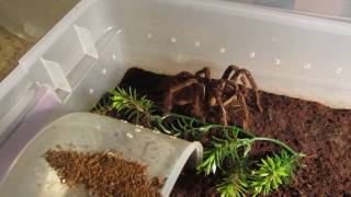 Part 1 Theraphosa Tutorial Molt Handlings [upl. by Oderfliw]