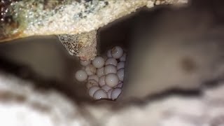 Loggerhead sea turtle laying her eggs on a beach in Bahia [upl. by Salocin]