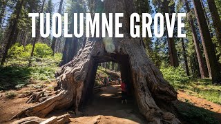 Tuolumne Grove A Great Family Friendly Sequoia Grove Hike in Yosemite [upl. by Einahpit]