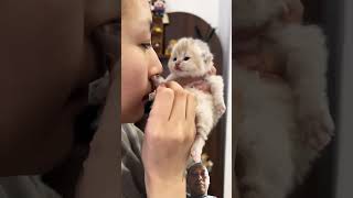 Cute cat kitten cat cute pets [upl. by Raimondo]