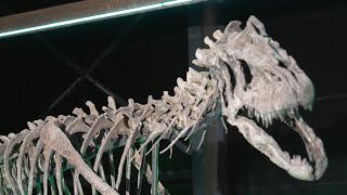 Rare dinosaur skeletons to go on display in Denmark  AFP [upl. by Enutrof]