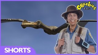 Ornithocheirus Facts  Andys Dinosaur Adventures  CBeebies [upl. by Ahsertal]