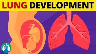 5 Stages of Fetal Lung Development  Quick Explanation [upl. by Aicxela]