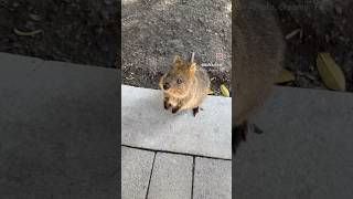 Rottnest Island day trip Spent time with quokkas travel [upl. by Jereme]