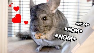 9Minutes Of Our Chinchilla Eating A Treat [upl. by Ainigriv]