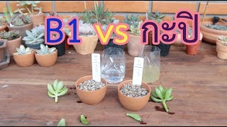 ทดสอบ น้ำยาเร่งราก B1 vs กะปิ [upl. by Tacklind956]