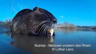 Nutrias  Neozoen erobern den Rhein [upl. by Ettevey63]