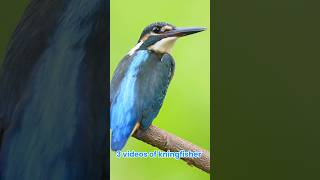 Common KingfisherCollared KingfisherWhitethroated Kingfishershotsvideo birds birdwatching [upl. by Laundes]