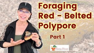 Foraging and Preparing Medicinal MushroomsRedBelted Polypore Relative of Reishi [upl. by Hopper126]