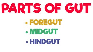 Parts of Gut  Foregut  Midgut  Hindgut  Abdomen [upl. by Emolas]