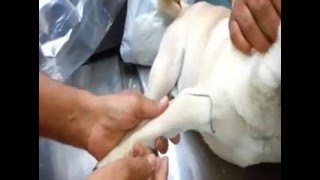 Dog Elbow Traumatic Injury [upl. by Maiga]