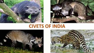 Civets of India 🇮🇳  Mammals  Indian Animals [upl. by Endys]