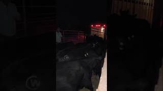 Hauling Cattle To Town cwelitecowhorses beef angus ranching GloryToGod [upl. by Leontine]