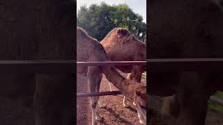 Join us on our trip to Tenerife teneriffa camelriding spain [upl. by Taka240]