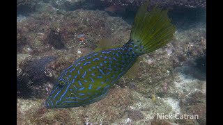 Scrawled Leatherjacket  Aluterus scriptus [upl. by O'Donoghue]