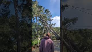 Heavy Storm Uproots Tree at Pebble Beach in California  1487794 [upl. by Ayekehs]