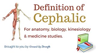 Cephalic Definition Anatomy Biology Kinesiology Medicine [upl. by Artamas]