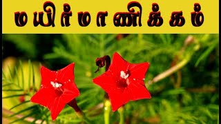 Ipomoea quamoclit medicine  மயிர்மாணிக்கம் மருத்துவம்  cypress vine medicine [upl. by Albarran]