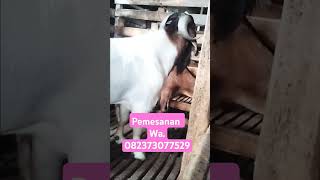 bclfarm7417 Ternak kambing jawarandu vs Boer [upl. by Rratsal]