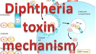 Diphtheria toxin mechanism [upl. by Kimbra]