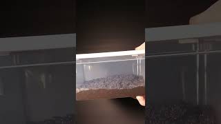 How To set Up Emersed Plant Bins aquascape plantedtank natureaquarium [upl. by Ilak]