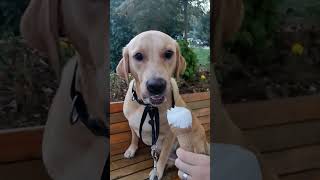 Ice Cream For Lab Retriever  Can Dogs Eat Ice Cream Vanilla [upl. by Neellok]