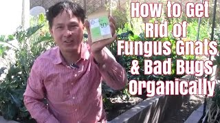 How to Get Rid of Fungus Gnats amp Bad Bugs Organically [upl. by Aenil]