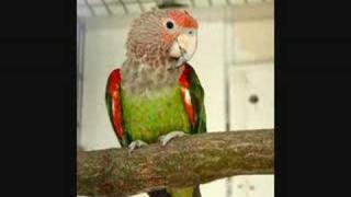 Kili Paaddu  The Parrot Song [upl. by Kanal]