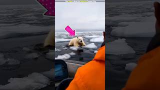 Polar Bear lost her Baby in ice sea 🥹 shorts [upl. by Grewitz]