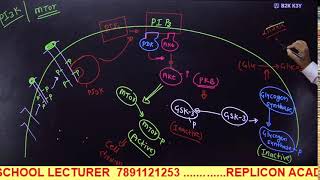 CELL SIGNALING PART 3 II GPCR REGULATION II RTK SIGNALING II CSIR NET LIFE SCIENCE [upl. by Forrer877]