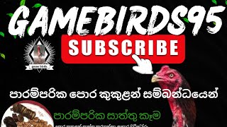 පොර කුකුල් සාත්තුව සම්බන්ධයෙන් ආධුනිකයන්ට විශේෂ කරුණු රාශියක් [upl. by Enyawed]