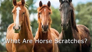 How To Treat Horse Scratches Mud Fever and Dew Poisoning [upl. by Sitelc]