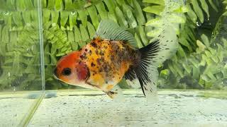 16681 Calico Rosetail Oranda [upl. by Lavotsirc]