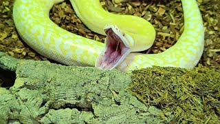 Juvenile burmese python enjoying her meal [upl. by Waters981]